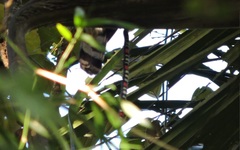 Atractus elaps