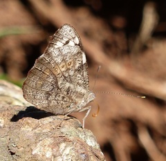 Eunica eburnea