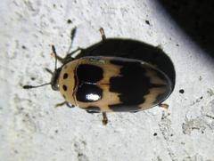 Ischyrus quadripunctatus