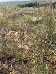 Triodanis leptocarpa