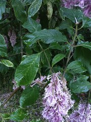 Syringa × prestoniae