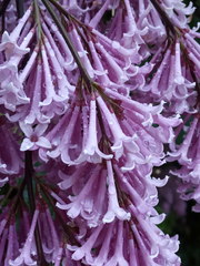 Syringa × prestoniae