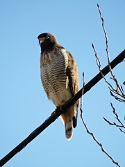 Rupornis magnirostris