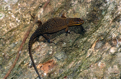 Eutropis rugifera