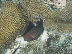 Cirripectes stigmaticus