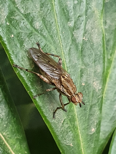 Dune Snail-killing Fly