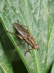 Salticella fasciata