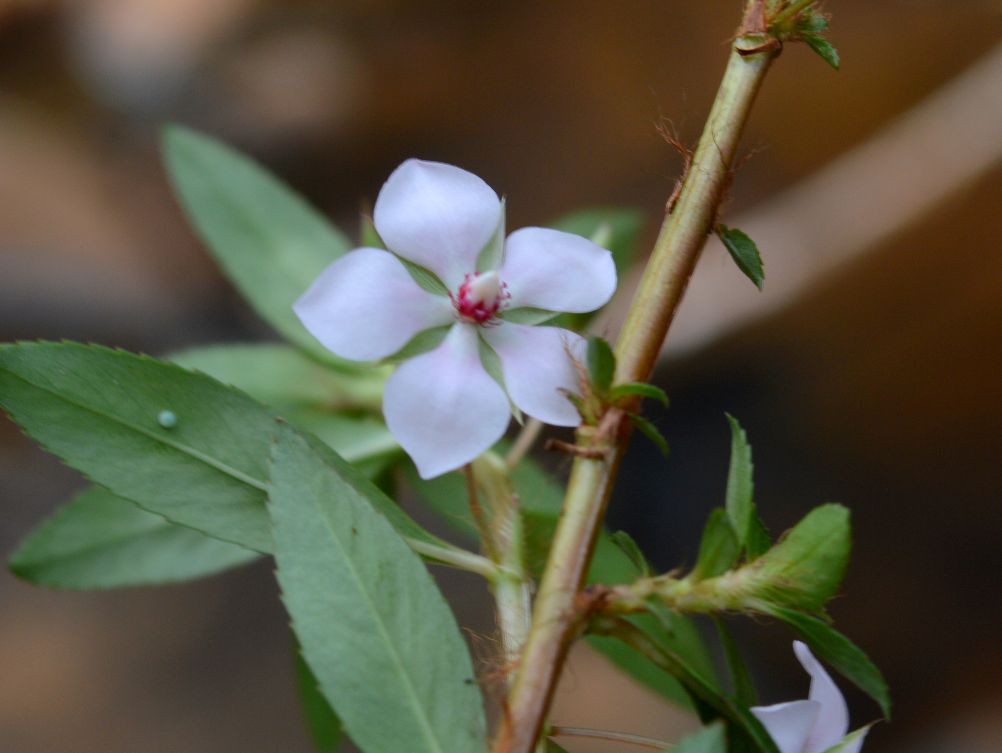 Sauvagesia erecta
