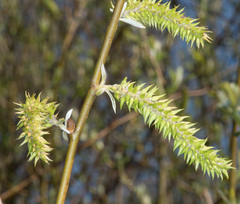 Salix melanopsis
