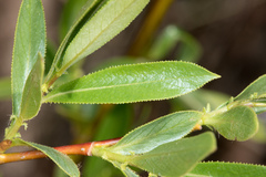 Salix melanopsis