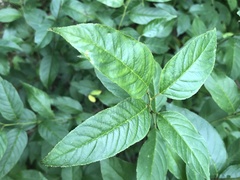 Rhamnus lanceolata