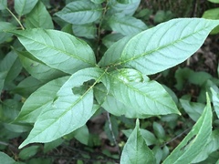 Rhamnus lanceolata