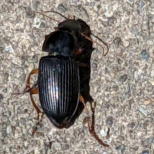 Pennsylvania Dingy Ground Beetle photo 4