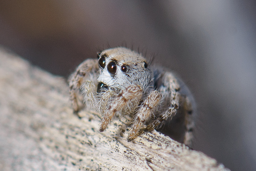 Habronattus ustulatus
