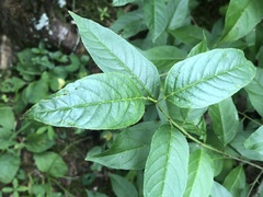 Rhamnus lanceolata