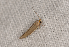 Elachistidae