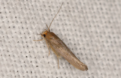 Elachistidae