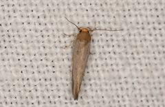 Elachistidae