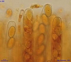Peziza ampliata