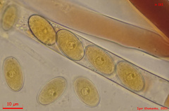 Peziza ampliata