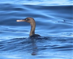 Phalacrocorax neglectus