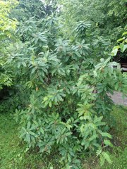 Sorbus koehneana