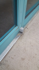 Hemidactylus turcicus