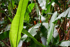 Heliconia episcopalis