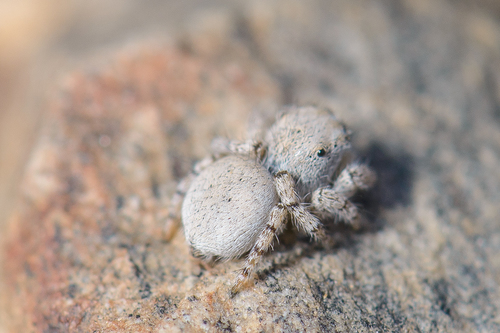 Habronattus ustulatus