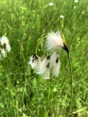 Eriophorum latifolium
