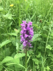 Dactylorhiza praetermissa