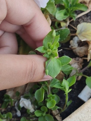 Stellaria media