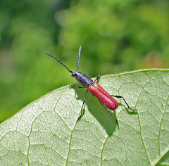 Ancylocera bicolor