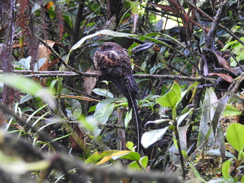 Swallow-tailed Nightjar (Uropsalis segmentata), photo 7