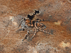 Habronattus carolinensis