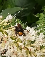 Megascolia maculata flavifrons