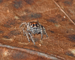 Habronattus carolinensis