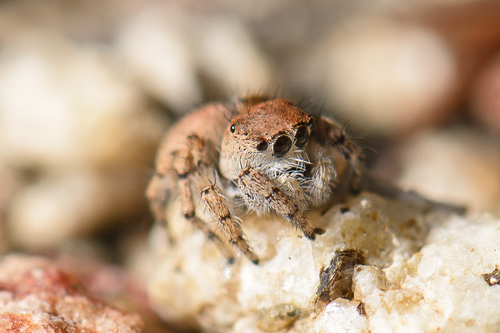 Habronattus ustulatus