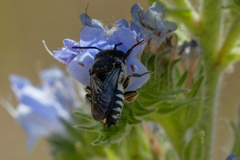 Coelioxys