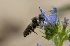 Coelioxys