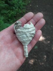 Dolichovespula media