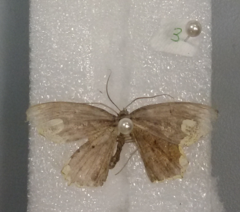 Pareumelea eugeniata