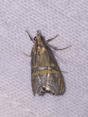 Euchromius bella