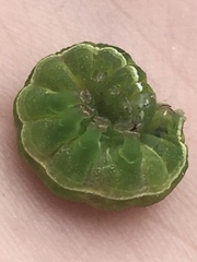 Orthosia gothica