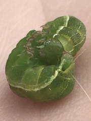 Orthosia gothica