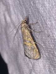 Euchromius bella
