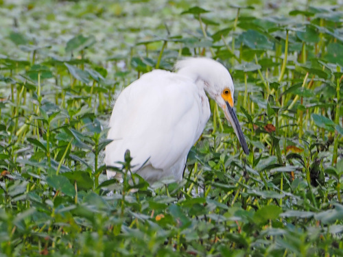 Egretta thula image