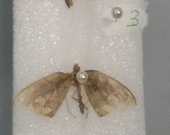 Pareumelea eugeniata