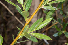 Salix melanopsis