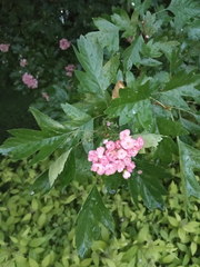 Crataegus × mordenensis